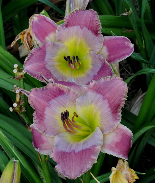 Picture of Sweet Dobro Tune